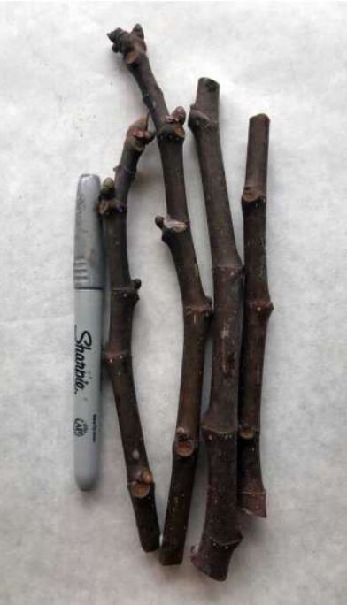 Joualle Noire Fig Cuttings