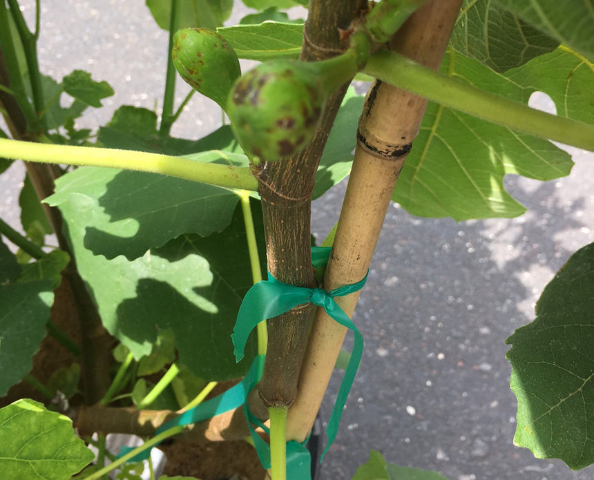 Close up of fig tree fruit