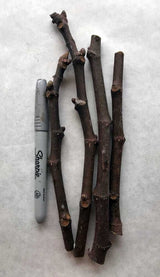 Boscorosso Fig Cuttings