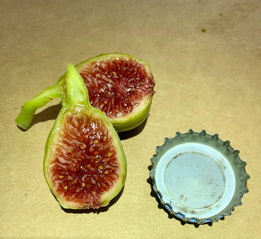 Figoin Fig Fruit