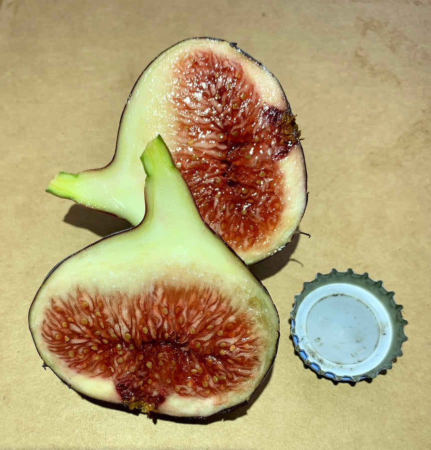 Figue de Sollies AOP Fig Fruit