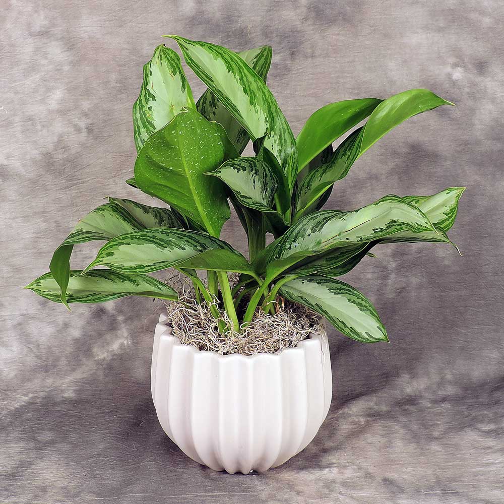 Foliage Plant in Pot