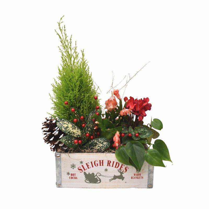 French Garden Holiday Planter