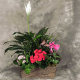 French garden planter filled with assorted foliage plants and a blooming plant Large