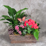 French garden planter filled with assorted foliage plants and a blooming plant Medium