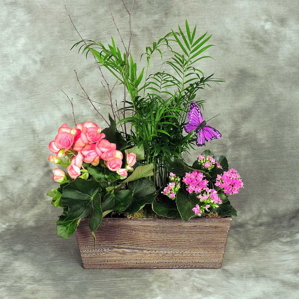 French garden planter filled with assorted foliage plants and a blooming plant Small