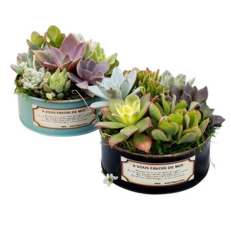 French Love Poem Succulent Garden 	