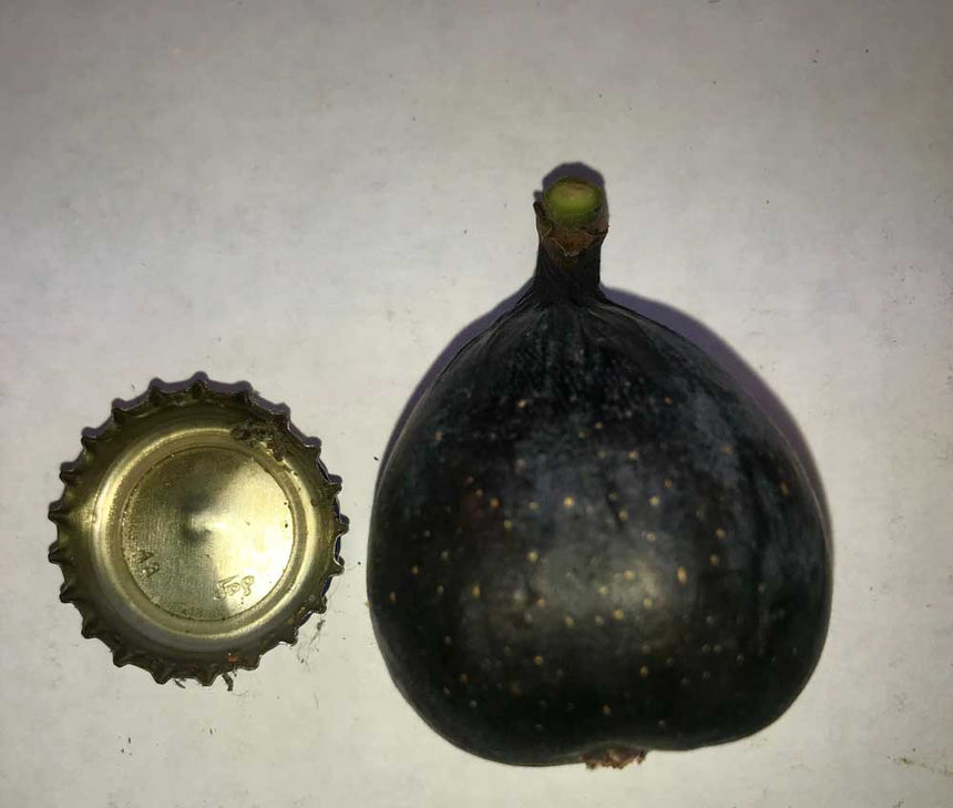 Galicia Negra fig