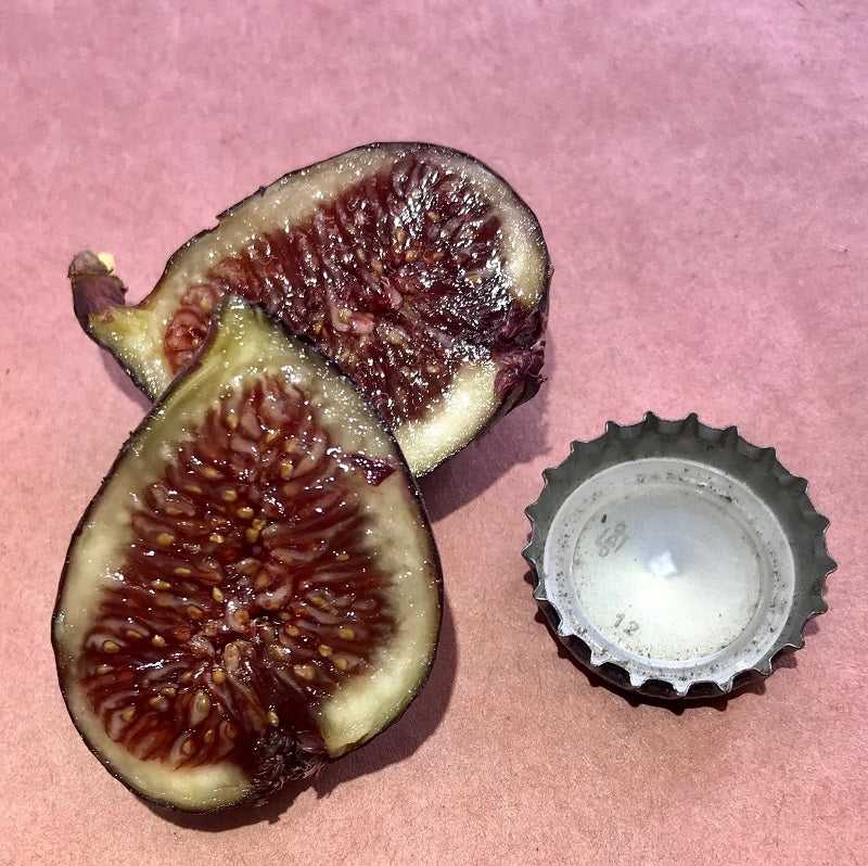 Galicia Negra Fig Cross Section