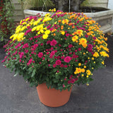 Garden mum patio pot in terra cotta colored container