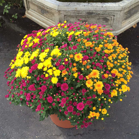 Garden mum patio pot with assorted mums