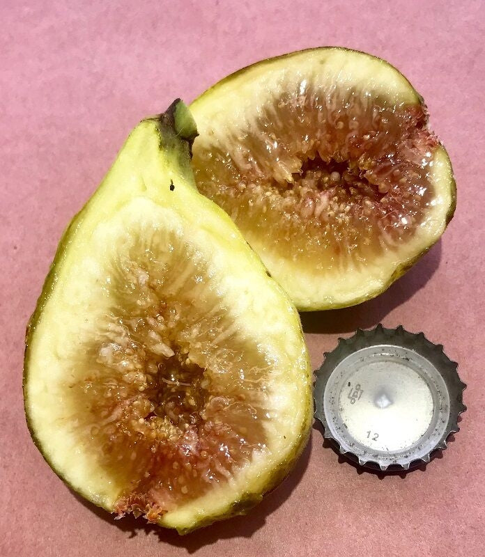 Genovese Bianco (AF) Fig Fruit Cross Section