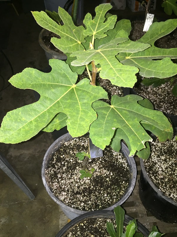 Gina's Black Fig Tree