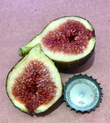 Gina's Black Fig Fruit