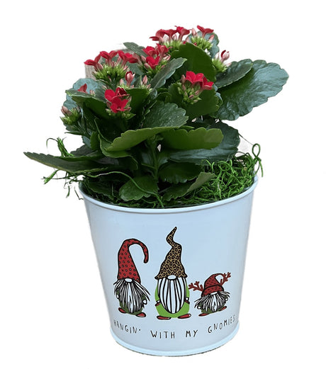 Gnome Kalanchoe Planter