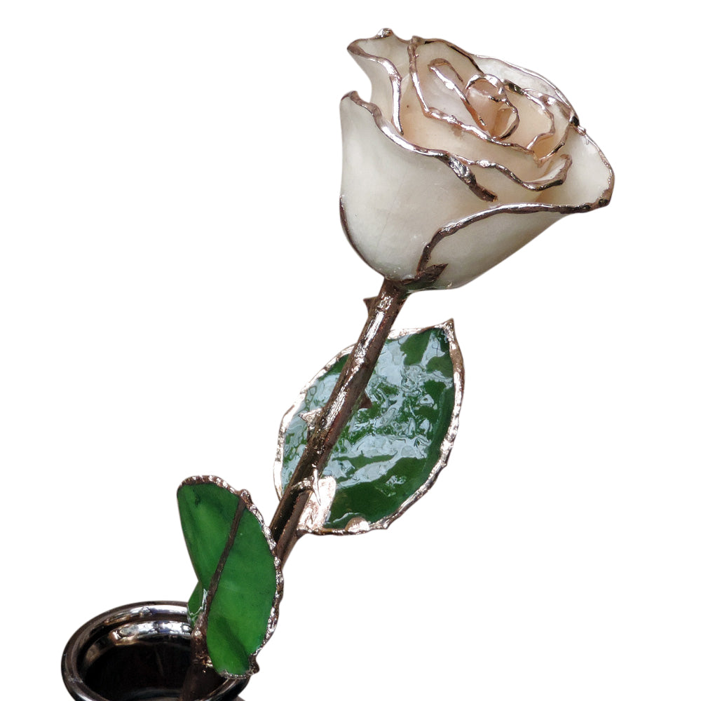 Gold tipped white rose