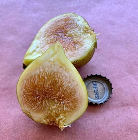 Golden Teardrop Unknown Fig Fruit Cross Section