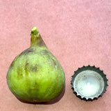 Green Ischia Fig