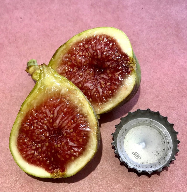 Green Ischia Fig Cross Section