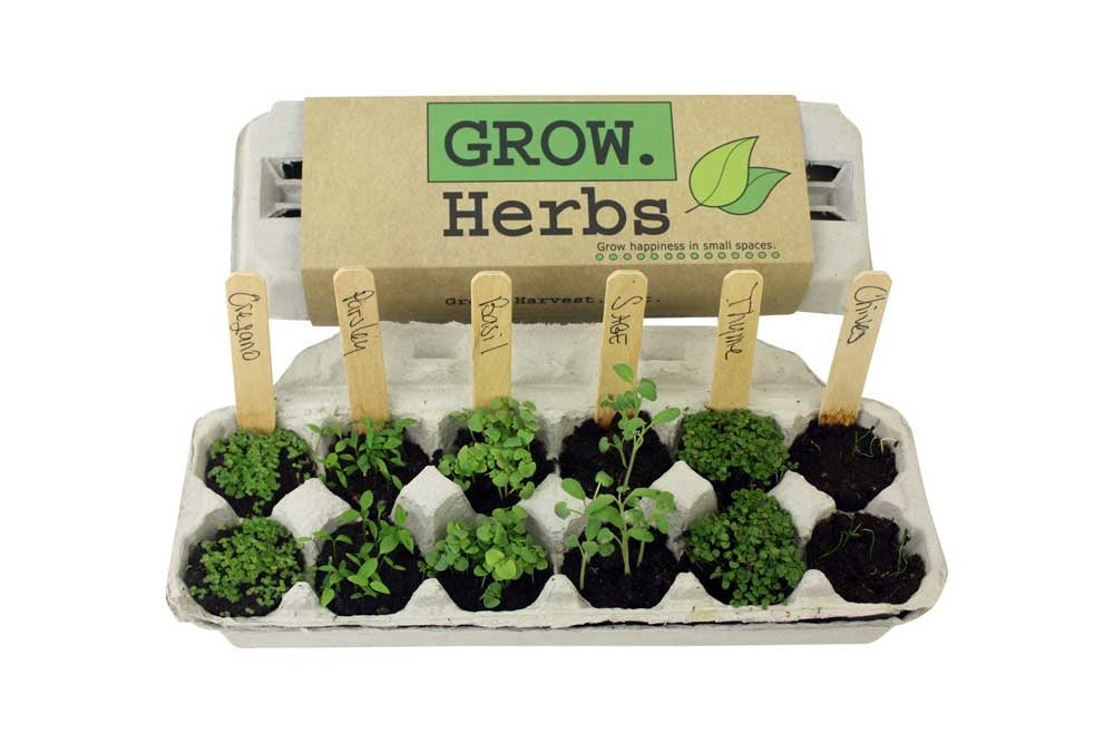 Herbs in herb growing kit