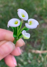 Handmade Mini Calla Lilies