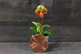 Handmade Mini Lady Slipper Orchid in Pot- Size