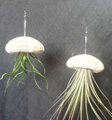 Double Sea Urchin Hanging Air Plants