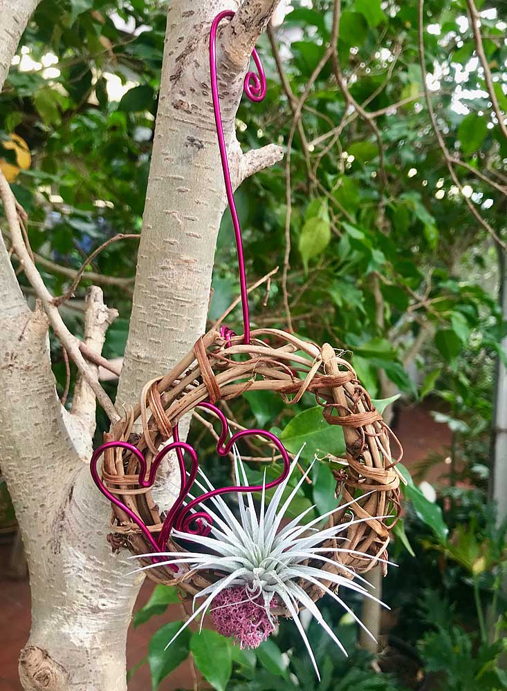 Hanging Valentine Air Plant