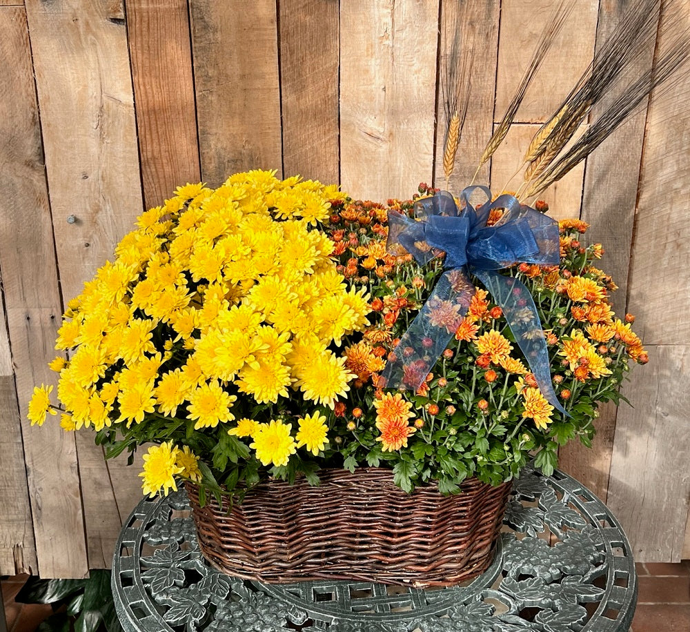 Hardy mums in peanut basket