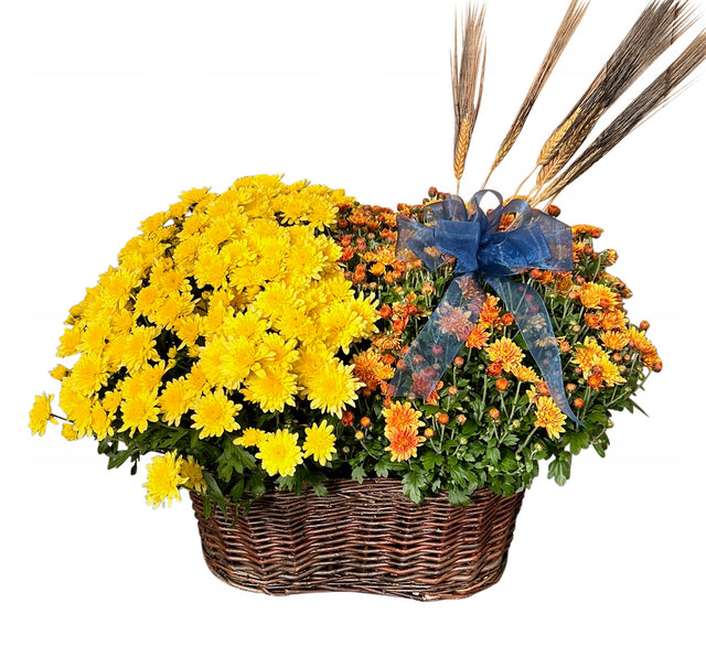 Double garden mum in aged basket with Fall accents and bow