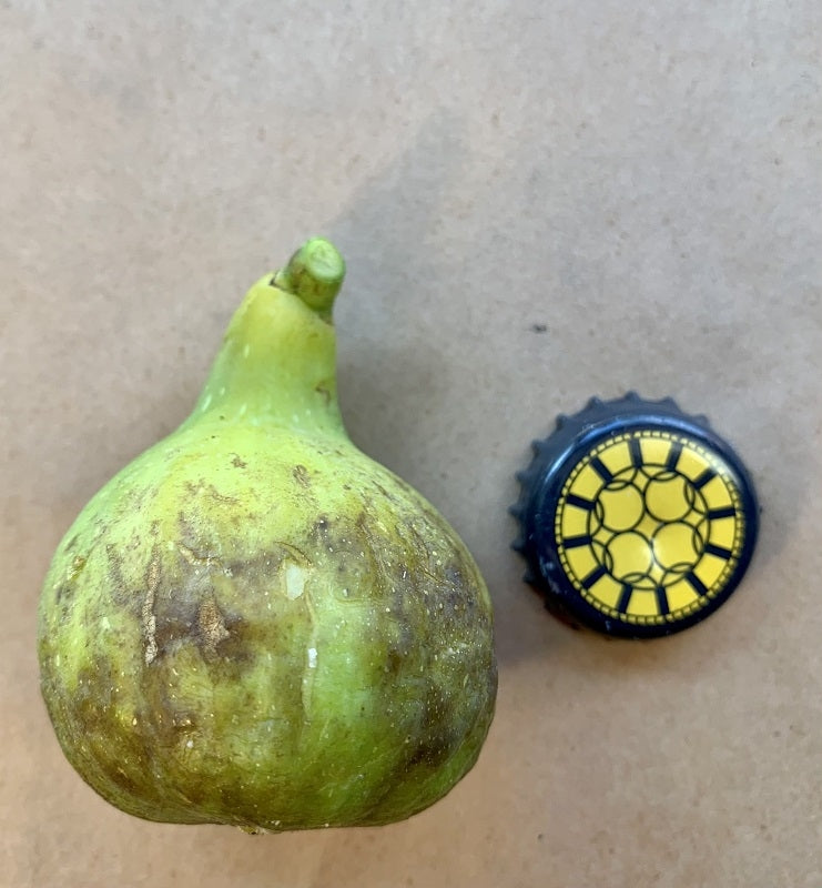 Harry’s Crete Fig