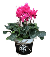 Holiday Cyclamen 