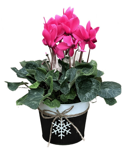 Holiday Cyclamen 