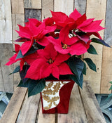 Holiday Holly Poinsettia