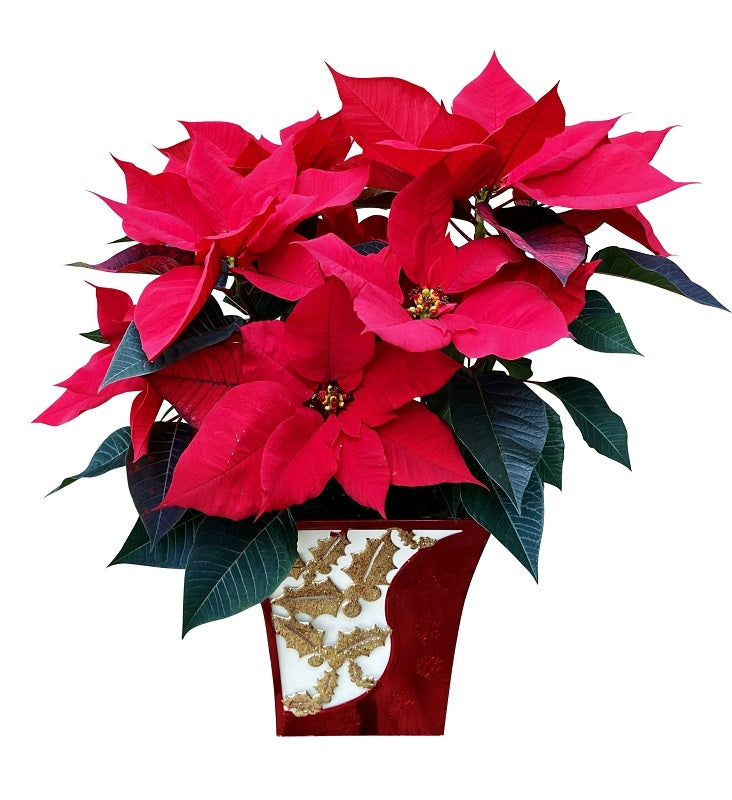 Holiday Holly Poinsettia