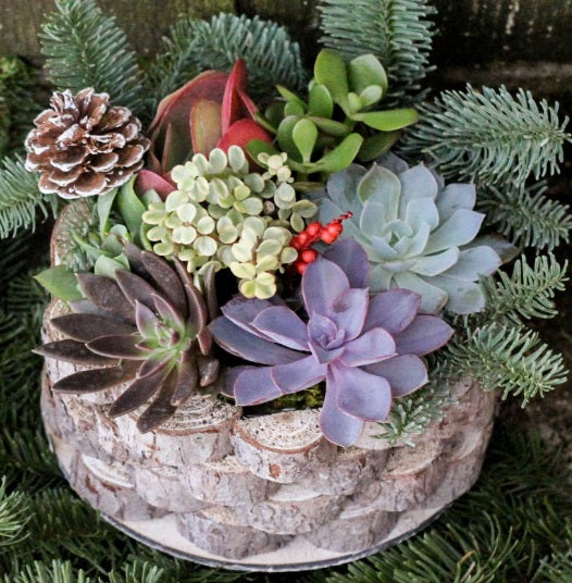 Holiday Delight Succulent Planter