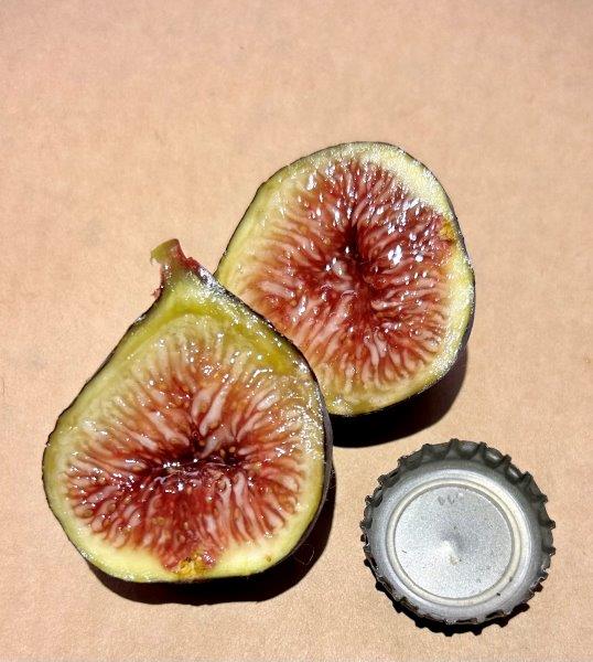 I-258 Fig Fruit