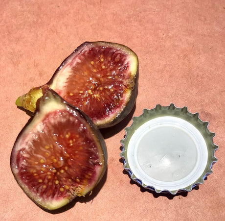 Ibiza Fig Fruit Cross Section