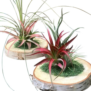 Air Plants