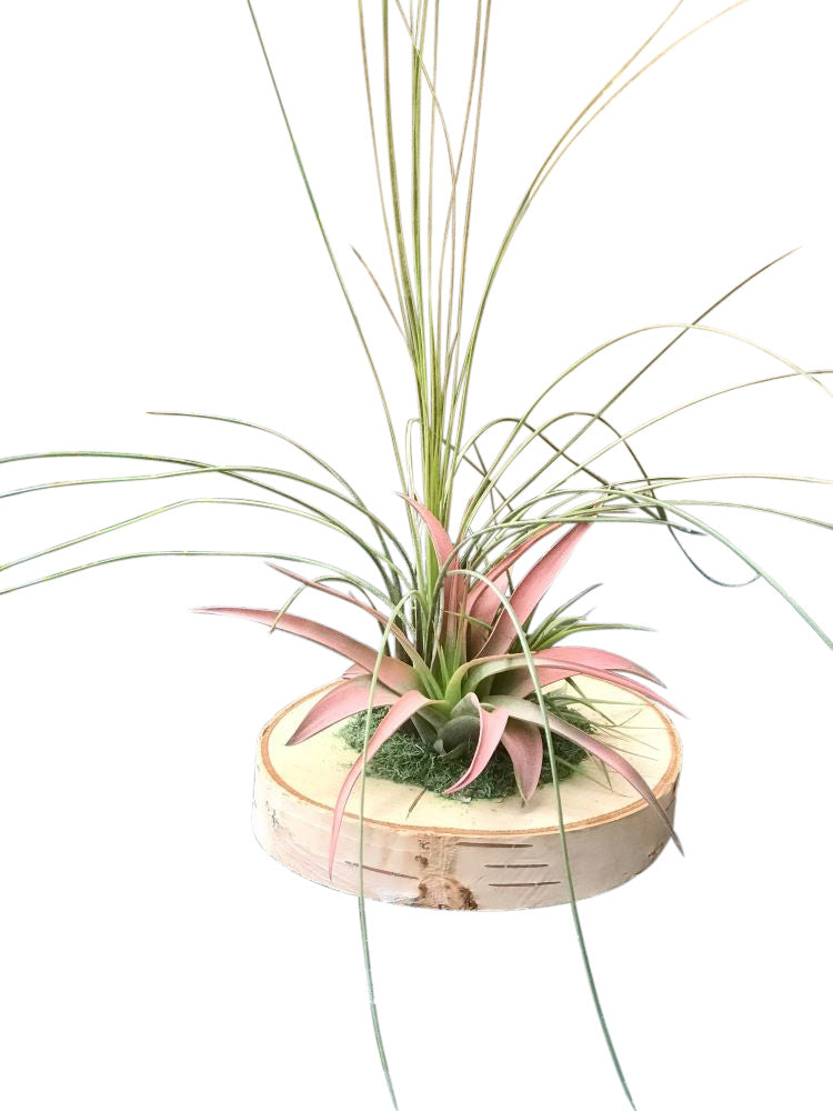 3 Air Plant on Wooden Base