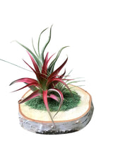 Triple Air Plant on Circular Wooden Base