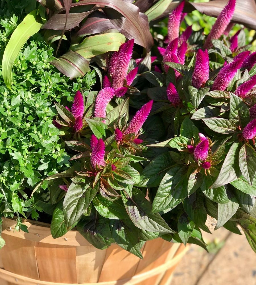 Rustic Autumn Bushel Basket Pink Plants