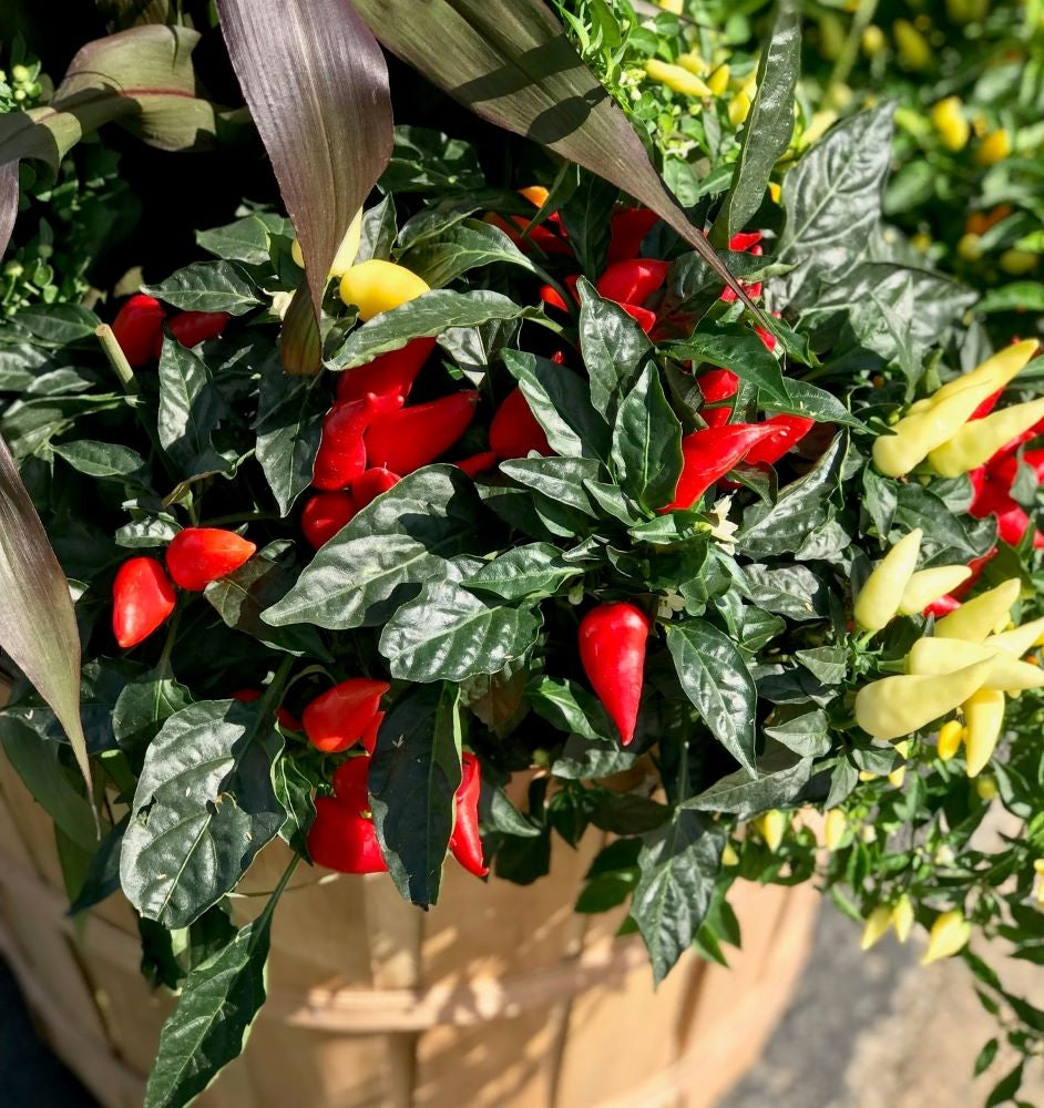 Rustic Autumn Bushel Basket Pepper Plant