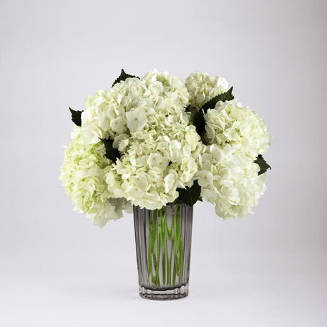 Ivory Hydrangea Bouquet in smoky gray glass vase Exquisite