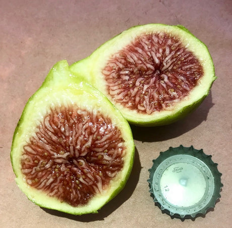 Adriatic JH Fig Cross Section