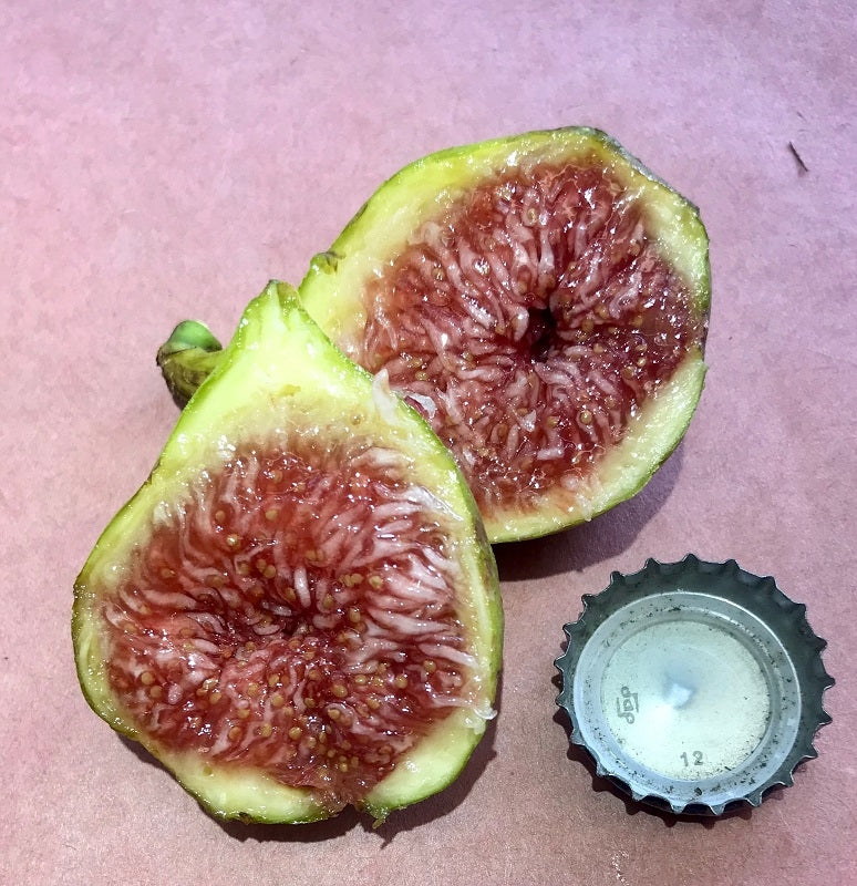 Sliced Adriatic JH Fig