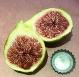 Adriatic JH Fig Halved