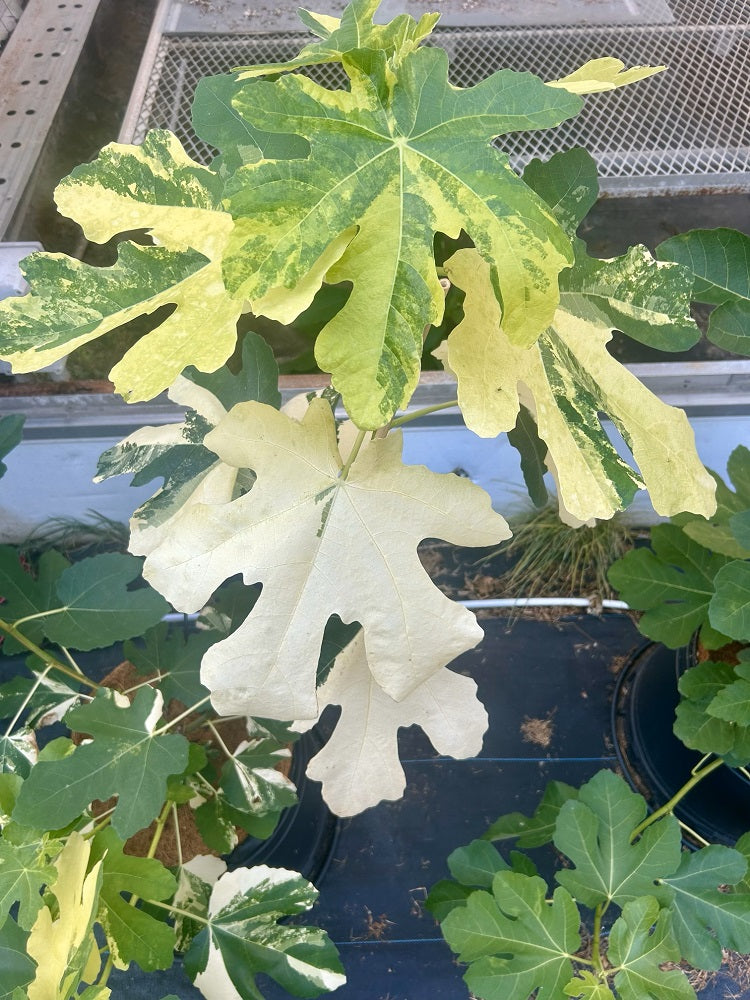 Jolly Tiger Fig Tree with White Leaves