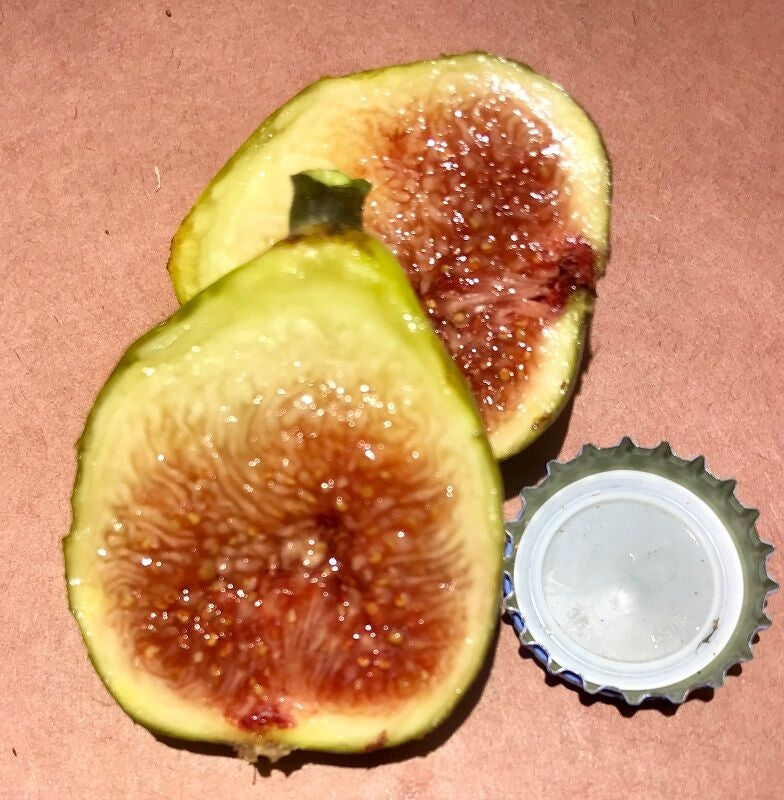 Laradek Brown Turkey Fig Fruit Cross Section 