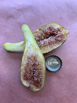 Longue d'Aout Fig